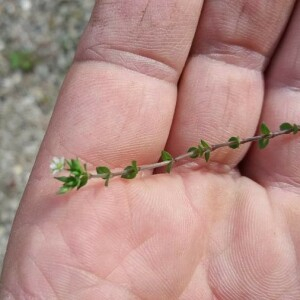 Photographie n°2376022 du taxon Arenaria serpyllifolia L. [1753]