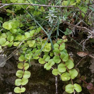Photographie n°2376035 du taxon Lysimachia nummularia L. [1753]