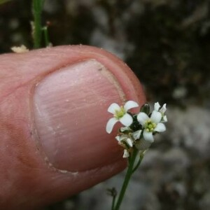 Photographie n°2376045 du taxon Arabis hirsuta (L.) Scop. [1772]