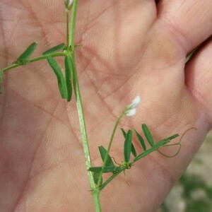 Photographie n°2376066 du taxon Vicia tetrasperma (L.) Schreb. [1771]