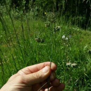 Photographie n°2376089 du taxon Dactylis glomerata L. [1753]