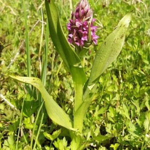 Photographie n°2376092 du taxon Dactylorhiza incarnata (L.) Soó [1962]