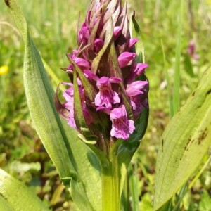 Photographie n°2376093 du taxon Dactylorhiza incarnata (L.) Soó [1962]