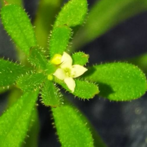 Photographie n°2376110 du taxon Galium aparine L. [1753]