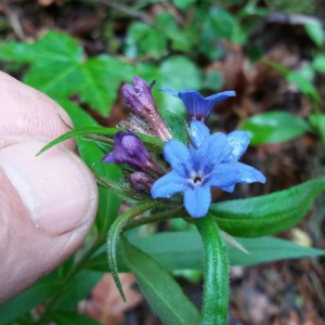 Photographie n°2376114 du taxon Buglossoides purpurocaerulea (L.) I.M.Johnst. [1954]