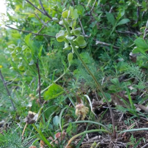 Photographie n°2376118 du taxon Muscari neglectum Guss. ex Ten. [1842]