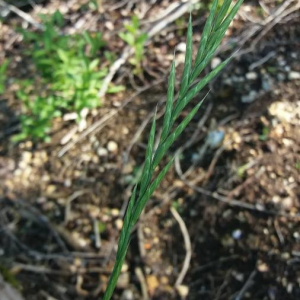 Photographie n°2376124 du taxon Brachypodium pinnatum (L.) P.Beauv. [1812]