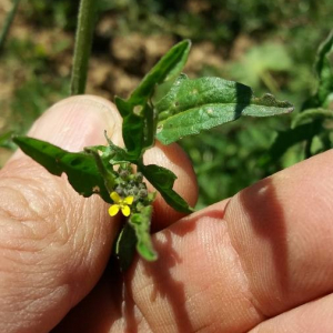 Photographie n°2376134 du taxon Sisymbrium officinale (L.) Scop. [1772]