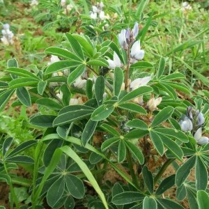  - Lupinus albus L. [1753]