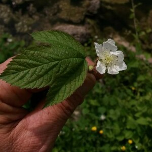 Photographie n°2376184 du taxon Rubus caesius L. [1753]