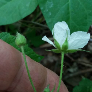 Photographie n°2376193 du taxon Rubus caesius L. [1753]