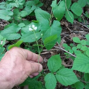 Photographie n°2376195 du taxon Rubus caesius L. [1753]