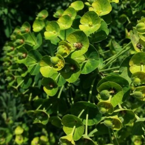 Photographie n°2376217 du taxon Euphorbia characias L. [1753]