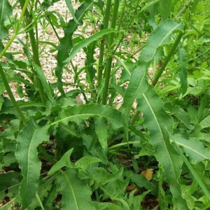 Photographie n°2376237 du taxon Rumex crispus L. [1753]