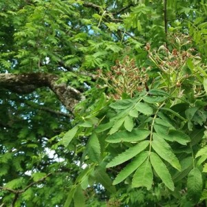 Photographie n°2376253 du taxon Sorbus aucuparia L. [1753]