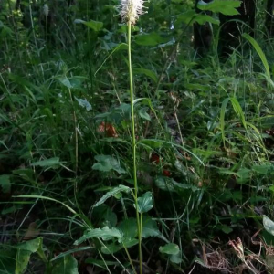 Photographie n°2376262 du taxon Phyteuma spicatum L. [1753]