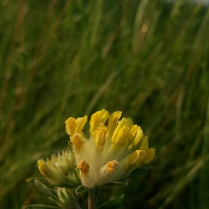 Photographie n°2376272 du taxon Anthyllis vulneraria L. [1753]
