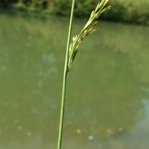 Photographie n°2376276 du taxon Juncus inflexus L. [1753]