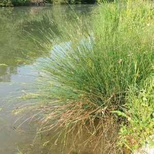 Photographie n°2376277 du taxon Juncus inflexus L. [1753]