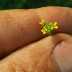 Photographie n°2376278 du taxon Sisymbrium officinale (L.) Scop. [1772]