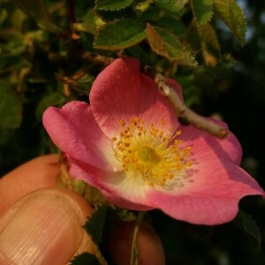 Photographie n°2376285 du taxon Rosa rubiginosa L. [1771]