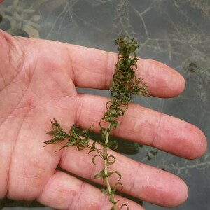 Photographie n°2376309 du taxon Elodea canadensis Michx. [1803]