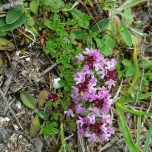 Photographie n°2376343 du taxon Thymus praecox Opiz [1824]