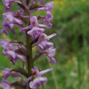 Photographie n°2376347 du taxon Gymnadenia conopsea (L.) R.Br. [1813]