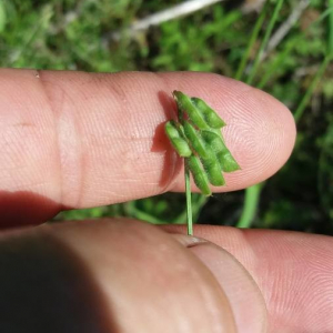 Photographie n°2376368 du taxon Vicia hirsuta (L.) Gray [1821]