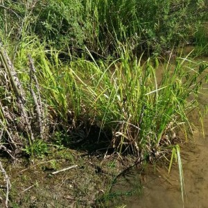 Photographie n°2376373 du taxon Carex pseudocyperus L. [1753]