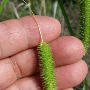 Photographie n°2376374 du taxon Carex pseudocyperus L. [1753]