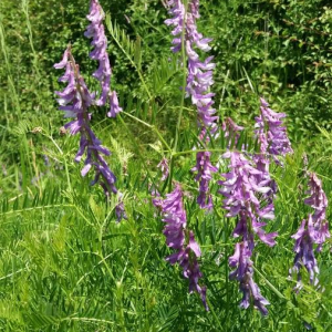 Photographie n°2376378 du taxon Vicia tenuifolia Roth [1788]