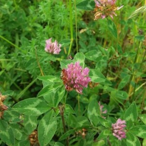 Photographie n°2376394 du taxon Trifolium pratense L. [1753]