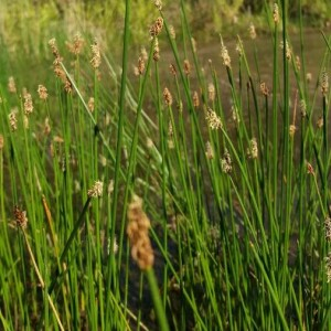 Photographie n°2376395 du taxon Eleocharis palustris (L.) Roem. & Schult. [1817]