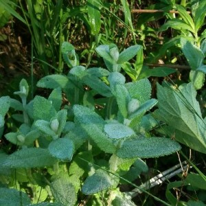 Photographie n°2376410 du taxon Mentha suaveolens Ehrh. [1792]