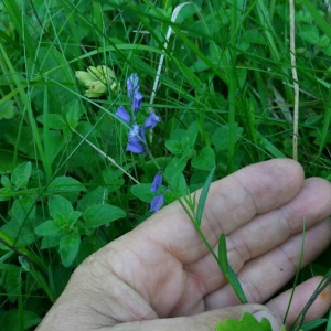 Photographie n°2376416 du taxon Polygala vulgaris L. [1753]