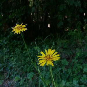 Photographie n°2376417 du taxon Tragopogon pratensis L. [1753]