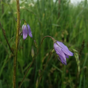 Photographie n°2376418 du taxon Campanula rapunculus L. [1753]