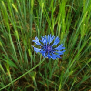 Photographie n°2376419 du taxon Cyanus segetum Hill [1762]