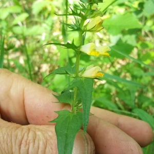 Photographie n°2376429 du taxon Melampyrum pratense L. [1753]