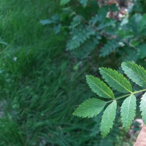 Photographie n°2376433 du taxon Sorbus aucuparia L. [1753]