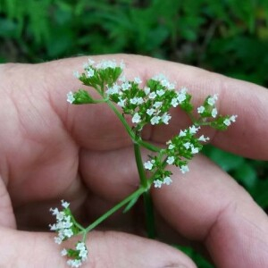  - Valeriana dioica L. [1753]