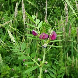 Photographie n°2376448 du taxon Vicia sativa L. [1753]