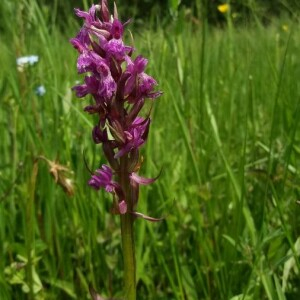 Photographie n°2376452 du taxon Dactylorhiza majalis (Rchb.) P.F.Hunt & Summerh. [1965]