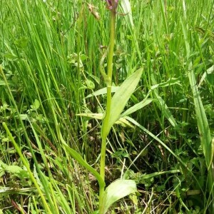 Photographie n°2376454 du taxon Dactylorhiza majalis (Rchb.) P.F.Hunt & Summerh. [1965]