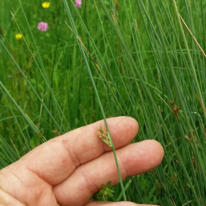Photographie n°2376464 du taxon Juncus inflexus L. [1753]