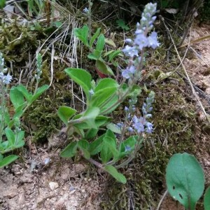 Photographie n°2376476 du taxon Veronica officinalis L. [1753]