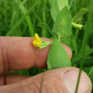 Photographie n°2376482 du taxon Lathyrus aphaca L. [1753]