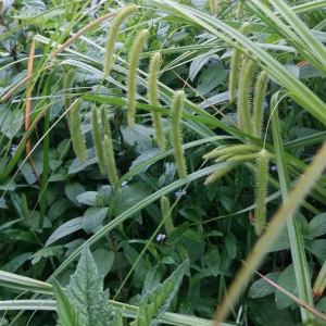 Photographie n°2376504 du taxon Carex pseudocyperus L. [1753]