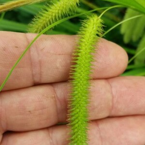 Photographie n°2376505 du taxon Carex pseudocyperus L. [1753]